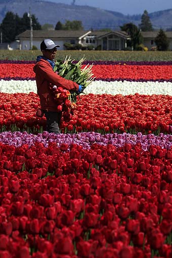 Skagit Valley Tulip Festival